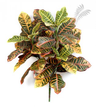 Croton PLANT X 3 75cm 1070N