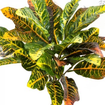 Preview: Croton Leaf Bush X 30 Lvs 40cm 1071N