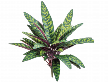 Calathea Peacock Plant 40cm 1082N