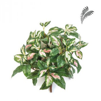 Hoya Carnosa Bush 38cm 1084N