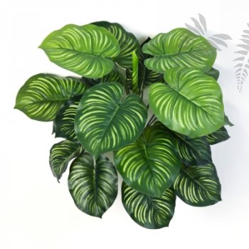 Preview: CALATHEA BUSCH X 22 1112N