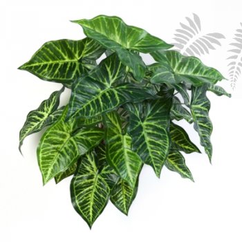 Preview: PHILO BUSH X 27 1113N