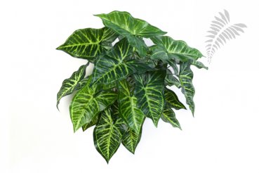 PHILO BUSH X 27 1113N