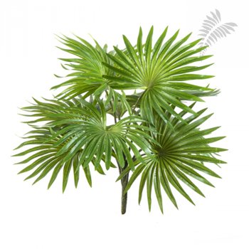 FAN PALM BUSH X 10 LVS 1114N