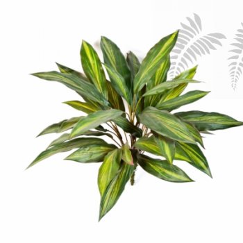 Preview: DRACAENA BUSH X 36 1117N