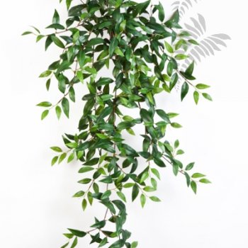Preview: TRADESCANTIA HANGING BUSH X15 1132N