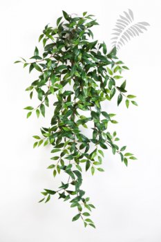 TRADESCANTIA HANGING BUSH X15 1132N