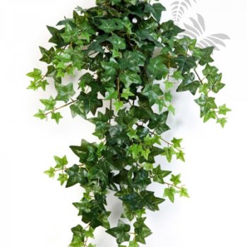Preview: GREEN IVY HANGING Bush X 12 1135N