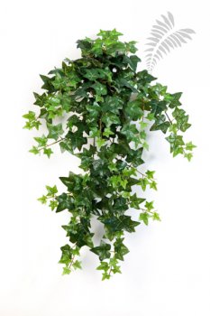GREEN IVY HANGING Bush X 12 1135N