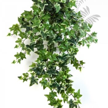 Preview: VAR. IVY HANGING BUSH X 12 1135V