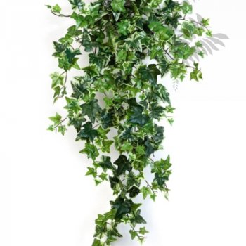 Preview: VAR. IVY HANGING BUSH X 15 1136V