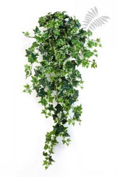 VAR. IVY HANGING BUSH X 15 1136V