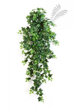 GREEN IVY HANGING BUSH X 18 1137N