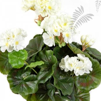 Preview: GERANIUM BUSH X 7 1148CR