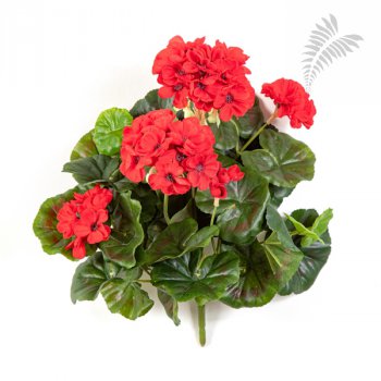 GERANIUM BUSH X 7 1148R