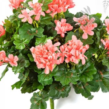 Preview: GERANIUM CASCADE BUSH 1150P