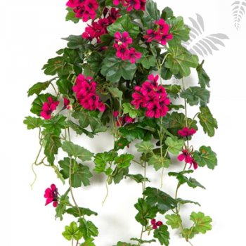 Preview: GERANIUM CASCADE HANGING BUSH 1151V