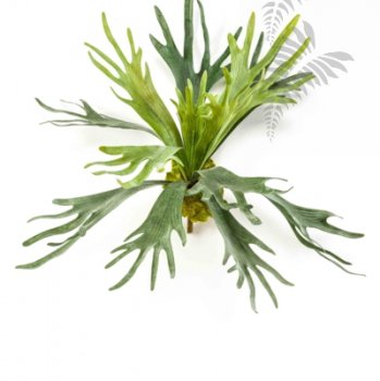 Preview: Staghorn Fern 48cm 11581