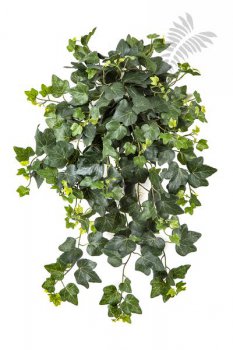 IVY HANGING BUSH X 262 - UV 1162N-UV