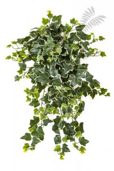 VAR.IVY HANGING BUSH X 262 1162NW-UV