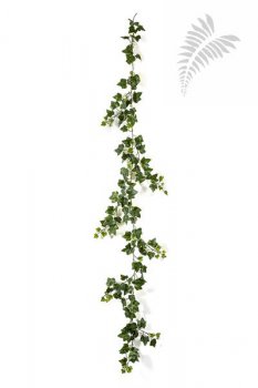 VAR. IVY GARLAND X 148 - UV 1165NW-UV