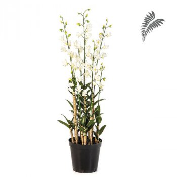 Orchid Dendrobidium White/Pot 132cm 1177W