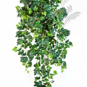 Preview: GRAPE IVY HANGING BUSH X 12 1191N