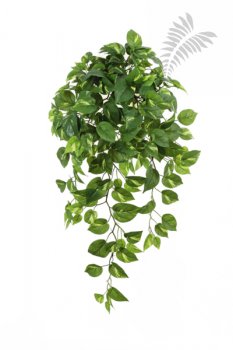 Pothos Hanging Bush X 232 85cm 1193N