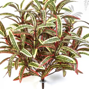 Preview: SPIDER BUSH X 12 GREEN/RED 1205NR