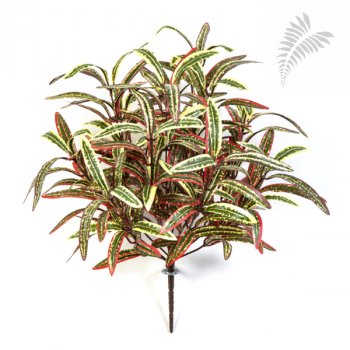 SPIDER BUSH X 12 GREEN/RED 1205NR