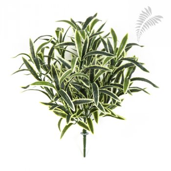 SPIDER BUSH X 12 GREEN/CREAM 1205NW