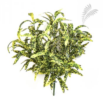 SPIDER BUSH X 12 GREEN/YELLOW 1205NY