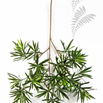 Preview: NEW PODOCARPUS SPRAY 66 CM 1218L