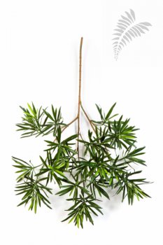 NEW PODOCARPUS SPRAY 66 CM 1218L