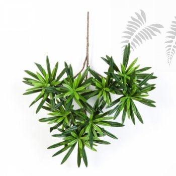 Preview: PODOCARPUS SPRAY 1220N