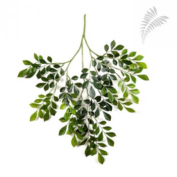 FR MURRAYA SPRAY X 181 LVS 1230FR