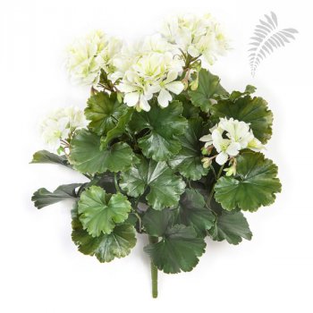 GERANIUM BUSH CREAM - UV 1250CR-UV