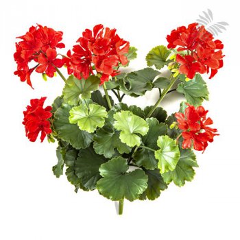 GERANIUM BUSH RED - UV 1250R-UV