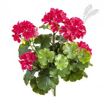 GERANIUM BUSH VIOLET - UV 1250V-UV