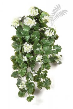 GERANIUM HANGING BUSH CREAM - UV 1252CR-UV