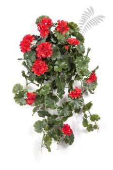 GERANIUM HANGING BUSH RED - UV 1252R-UV