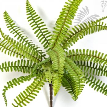 Preview: WILD BOSTON FERN 1300N