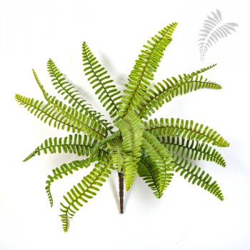 WILD BOSTON FERN 1300N