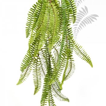 Preview: WILD BOSTON FERN HANGING BUSH 1301N