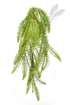 WILD BOSTON FERN HANGING BUSH 1301N