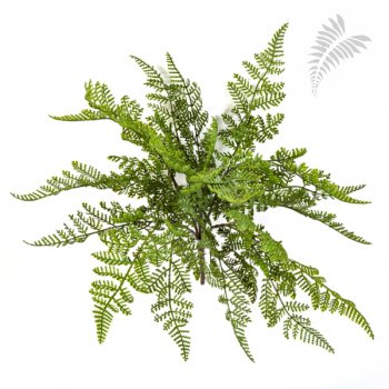WOOD FERN 1302N