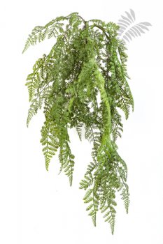 WOOD FERN HANGING BUSH 1303N