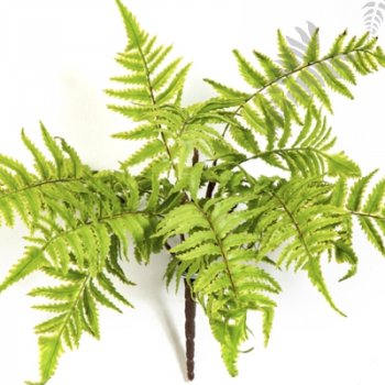 Preview: CINNAMON FERN 1304N