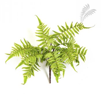 CINNAMON FERN 1304N