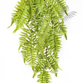 Preview: CINNAMON FERN HANGING BUSH 1305N